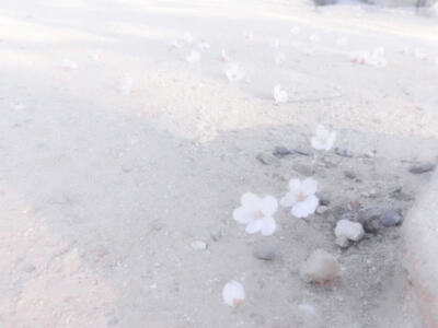 亲爱的藤井树小姐 山顶为你飘了一片雪