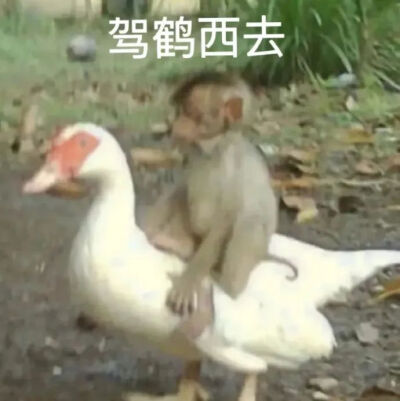 表情包