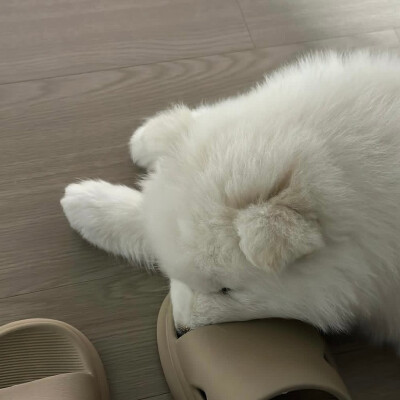 萨摩耶 可爱 萌宠头像