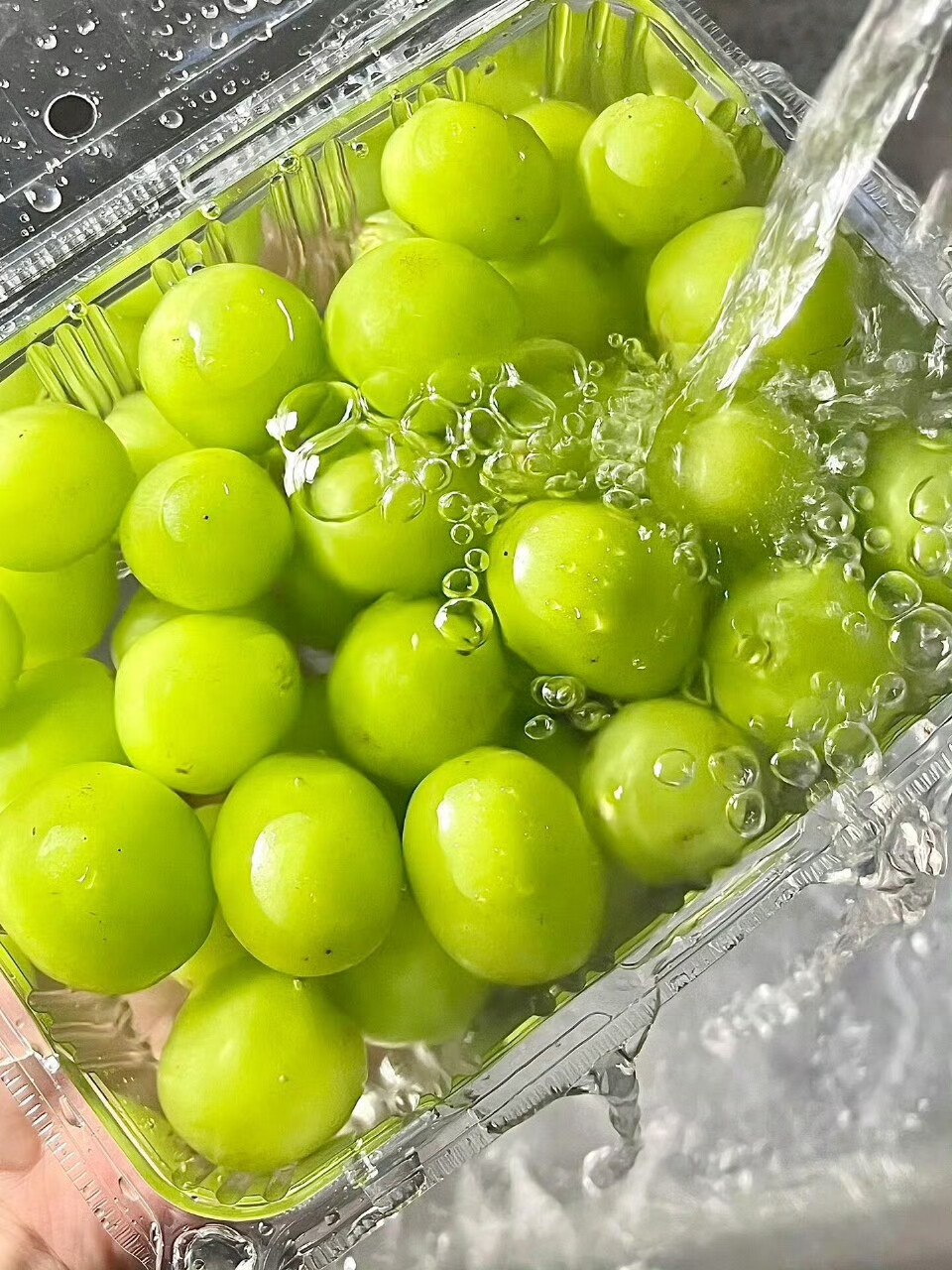 三伏天 葡萄脑袋#2025入伏# ​