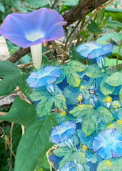 牵牛花