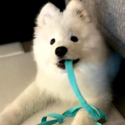 萨摩耶 可爱 萌宠头像