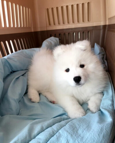 萨摩耶 可爱 萌宠头像