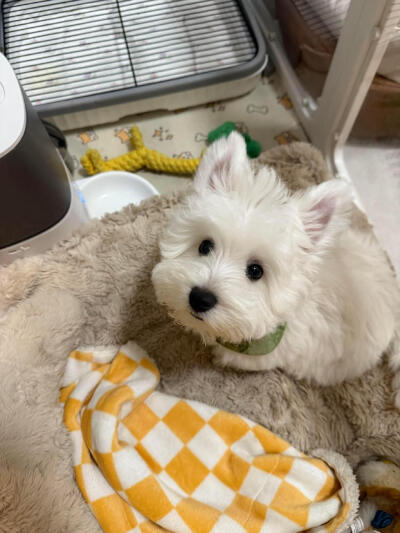 小白狗西高地