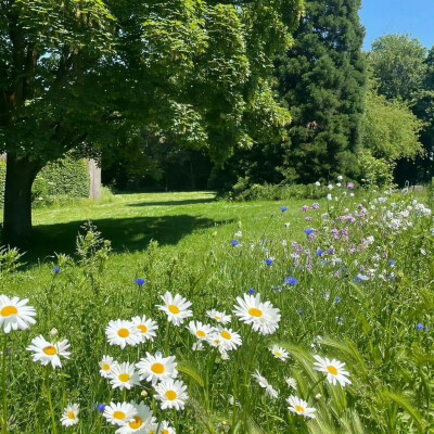 #背景图#装一点绿色放进包里