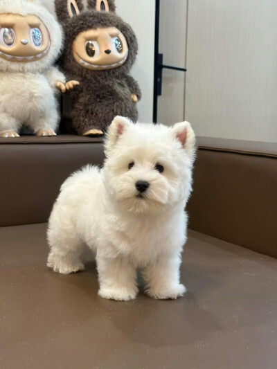 小白狗西高地