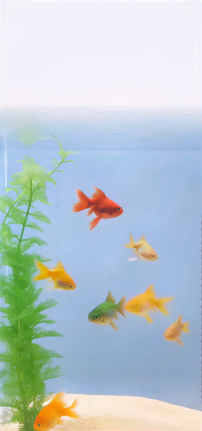 壁纸