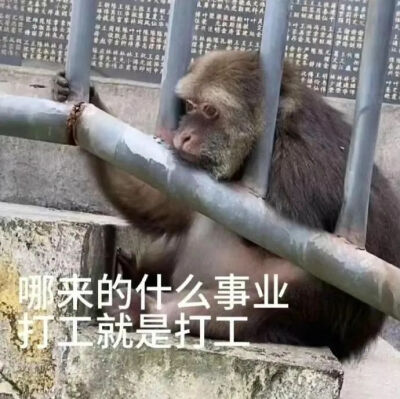 表情包