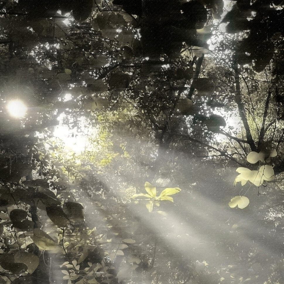 红雨瓢泼泛起了回忆怎么潜