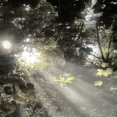 红雨瓢泼泛起了回忆怎么潜