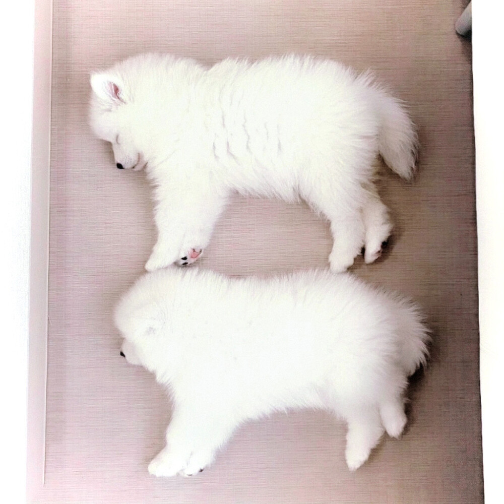 幸福就是吃饱了睡 睡饱了吃