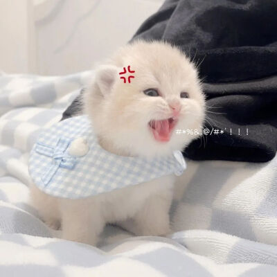 咪