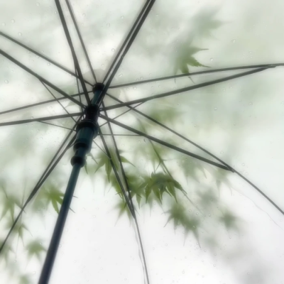 ๓鞠婧祎|生命之树°