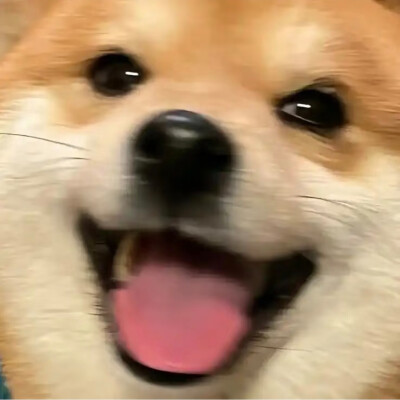 哈哈哈