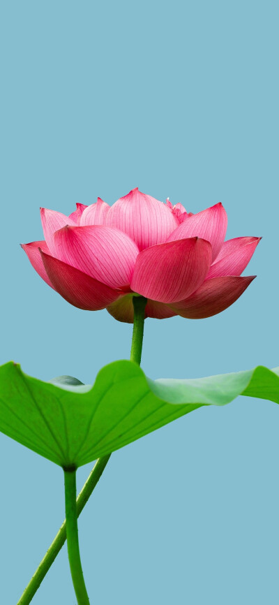 壁纸