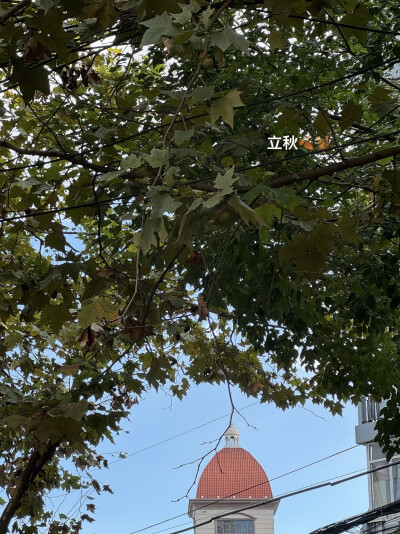 立秋