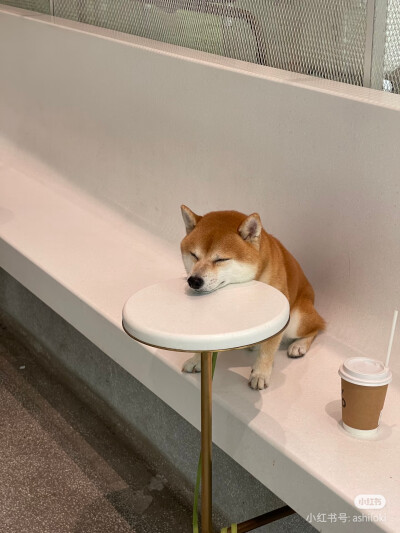 哈哈哈