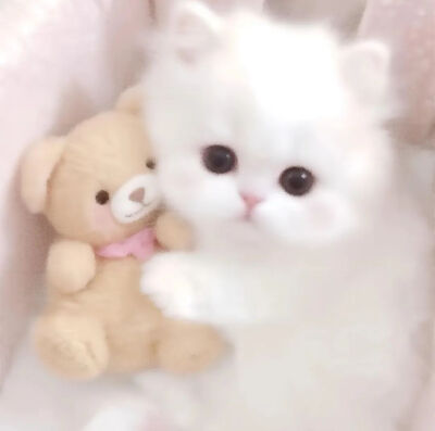 咪