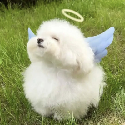 狗狗