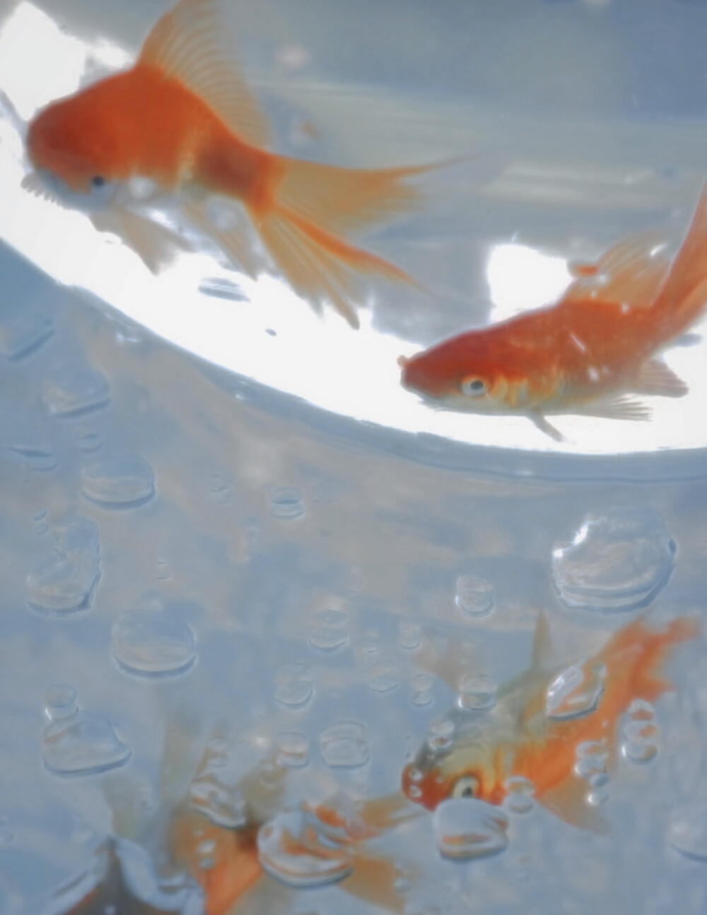 Will u be my only valentine?