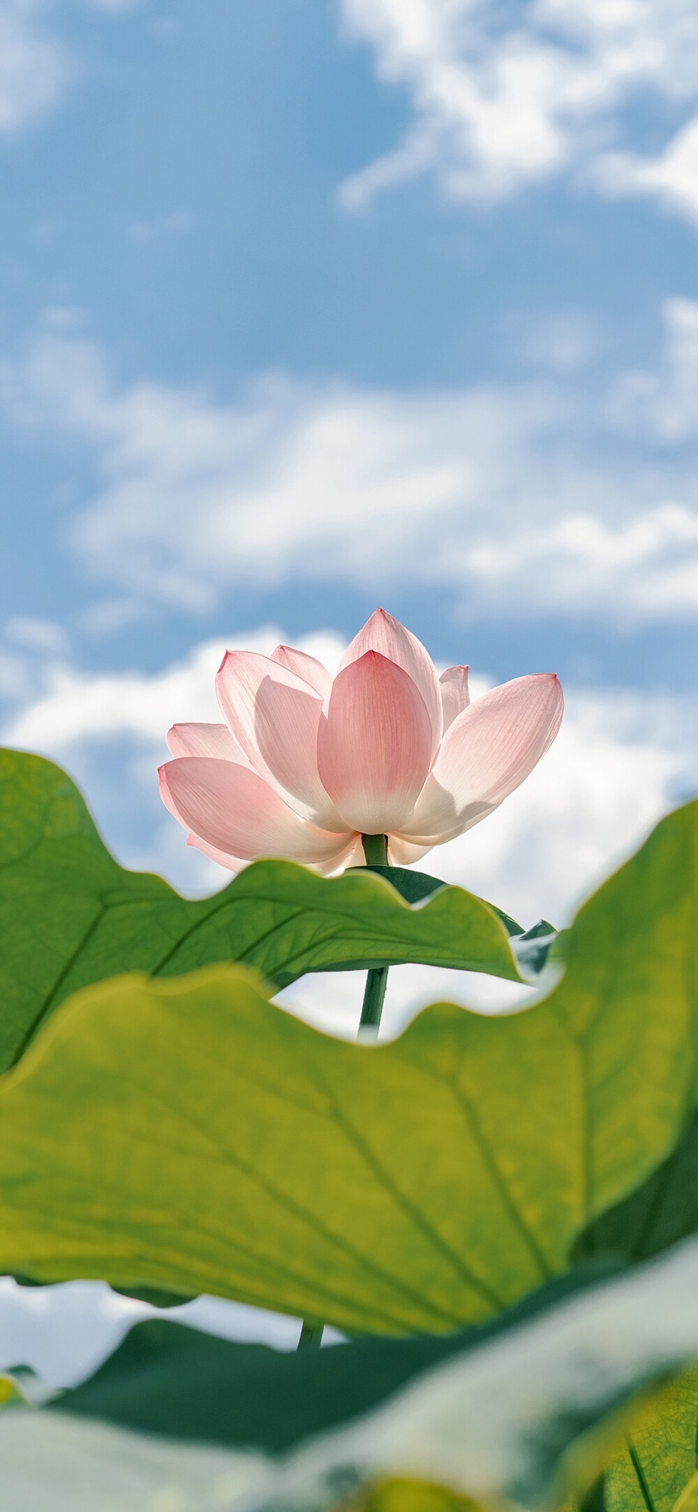 壁纸