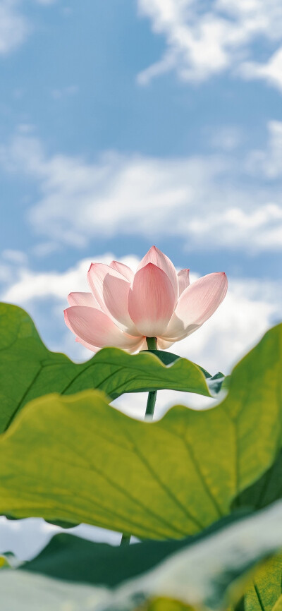 壁纸