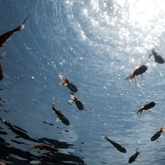 @踏实的农村人 赴暒亲亲送我的