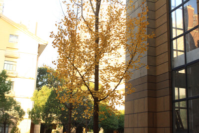 元旦
辞旧迎新日，万象更新时。
挥手告过去，拥抱迎未来。
往昔稚嫩儿，如今少年郎。
夕阳落于山，朝阳升于海。
执着逐梦想，努力成星辰。