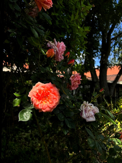 日常
蛋糕，花朵，草莓酱