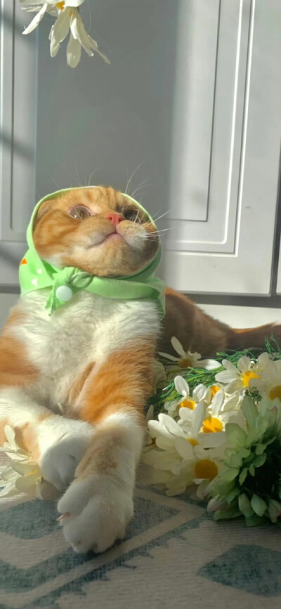 手机壁纸