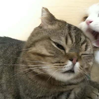 情头