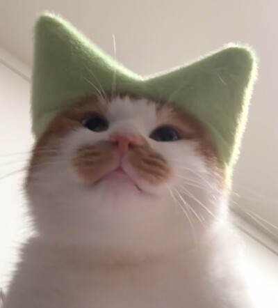可爱猫猫