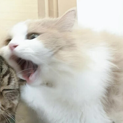 情头