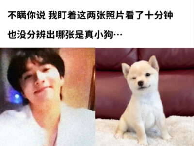 我的汪
