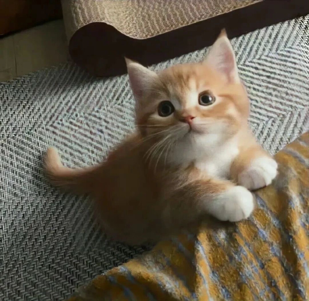 人生真是猫猫又咪咪呀～
