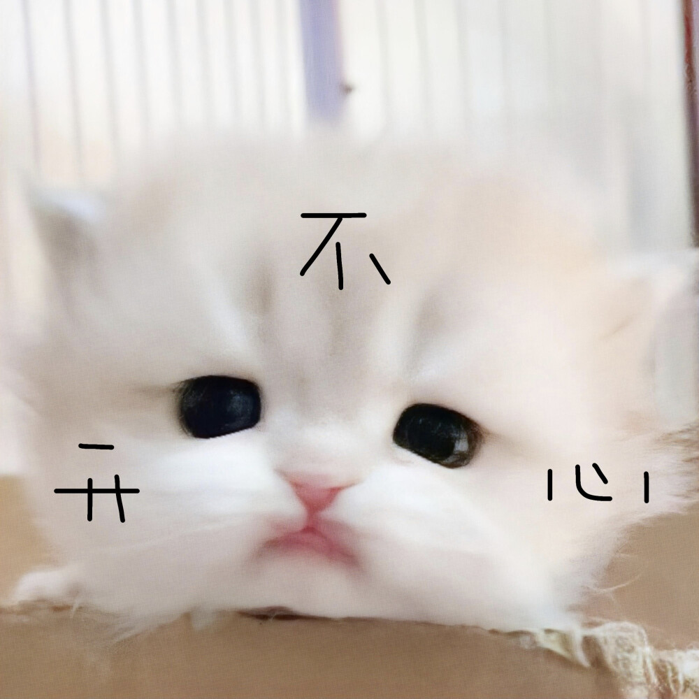 猫猫