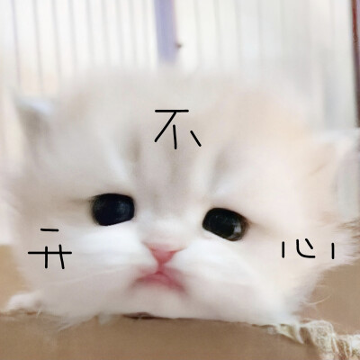 猫猫