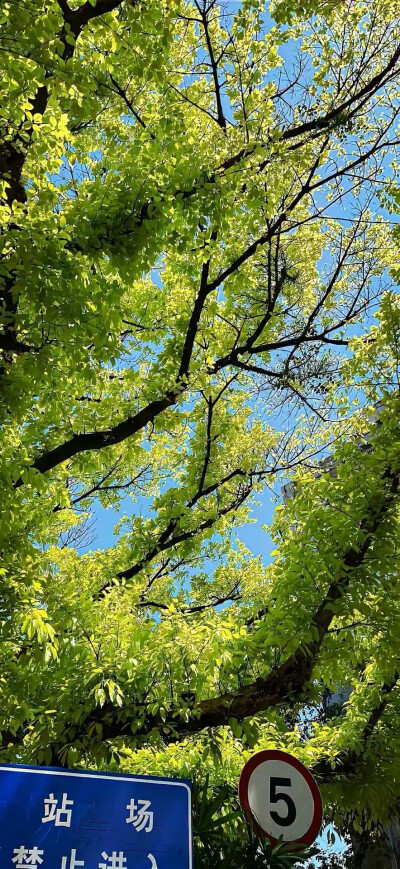 绿色壁纸 夏天壁纸