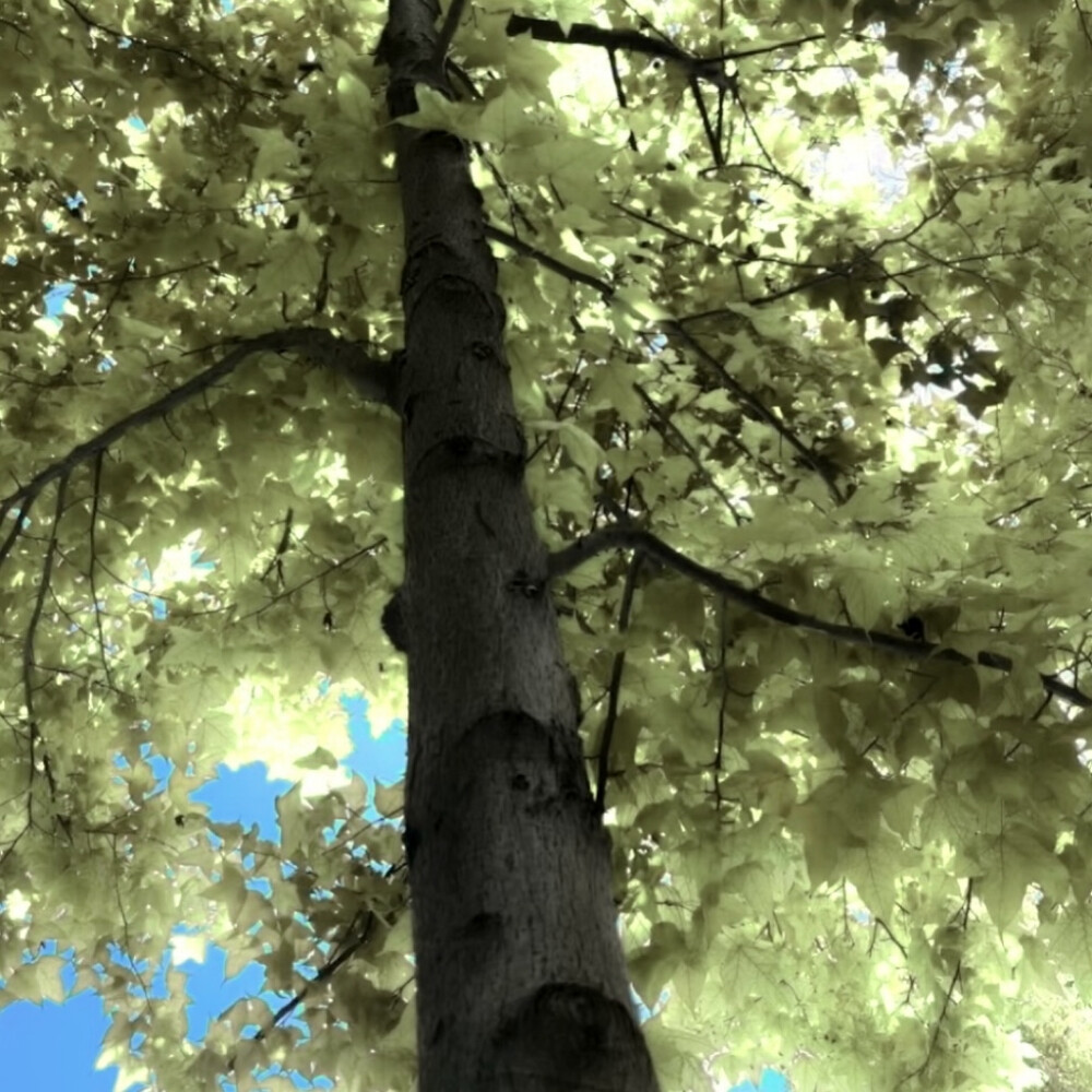 祈尔繁芜胜常春
