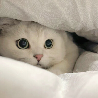 猫猫头像