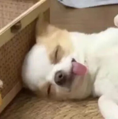 表情包