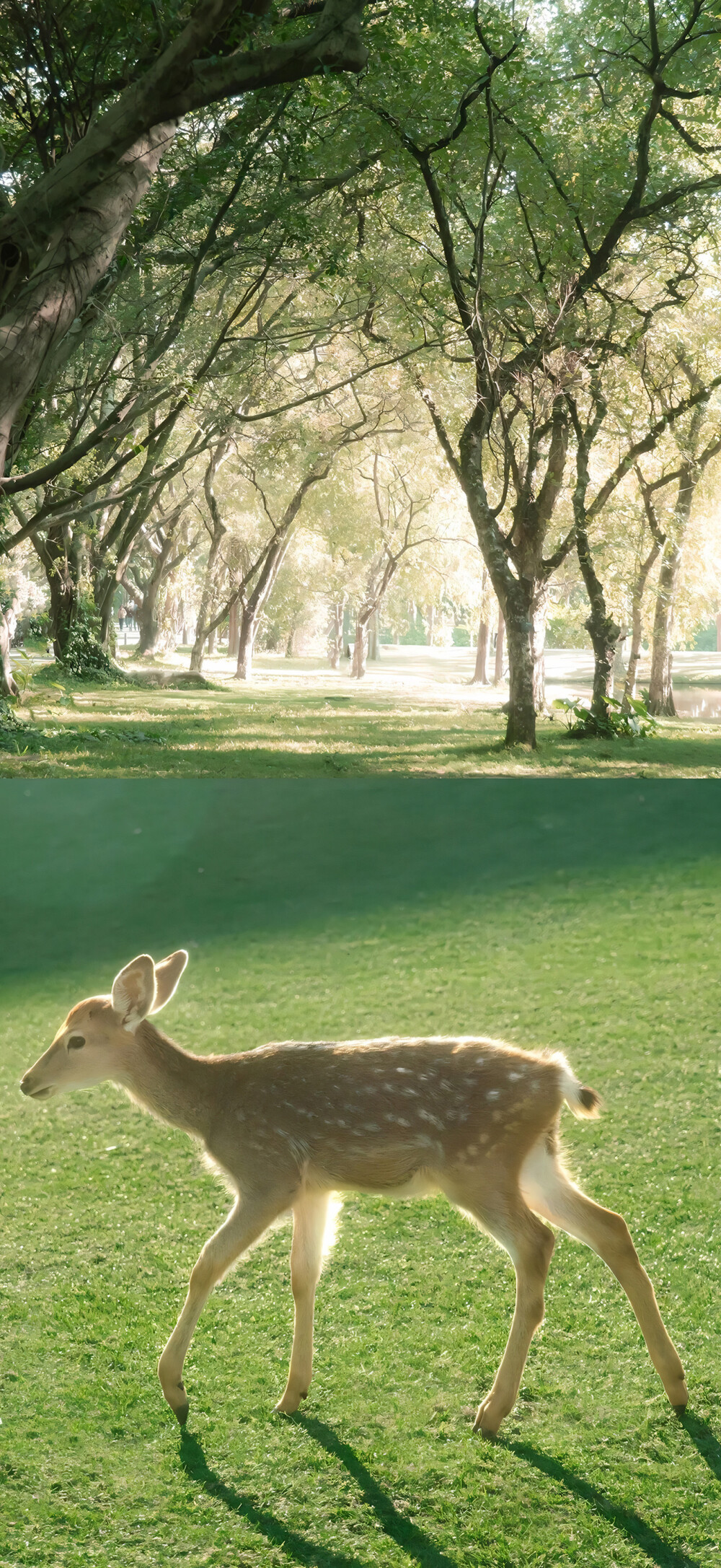 绿色壁纸 夏天壁纸