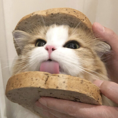 猫猫头像