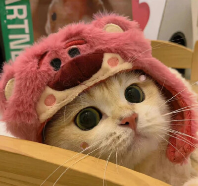 猫猫头像