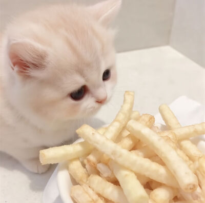 边角料小猫情侣头像可爱 xhs难过