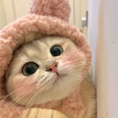 猫猫头像
