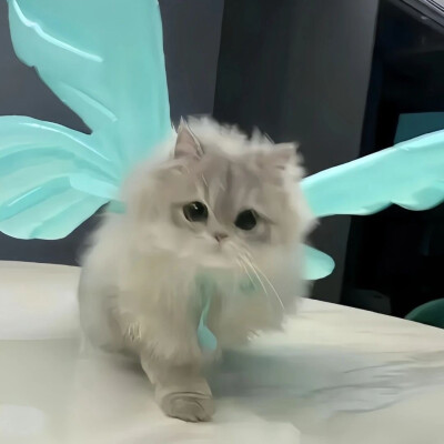 猫猫头像