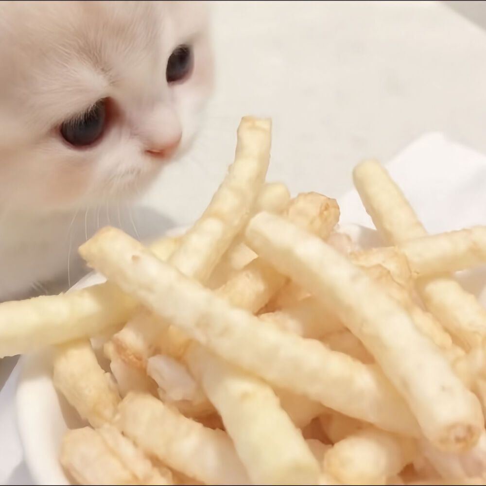 边角料小猫情侣头像可爱 xhs难过