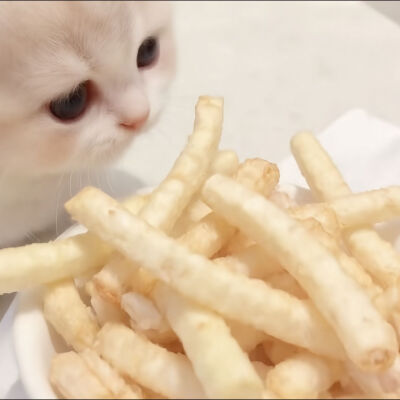 边角料小猫情侣头像可爱 xhs难过
