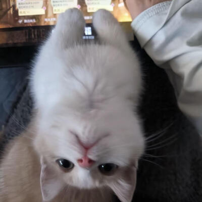 猫猫头像